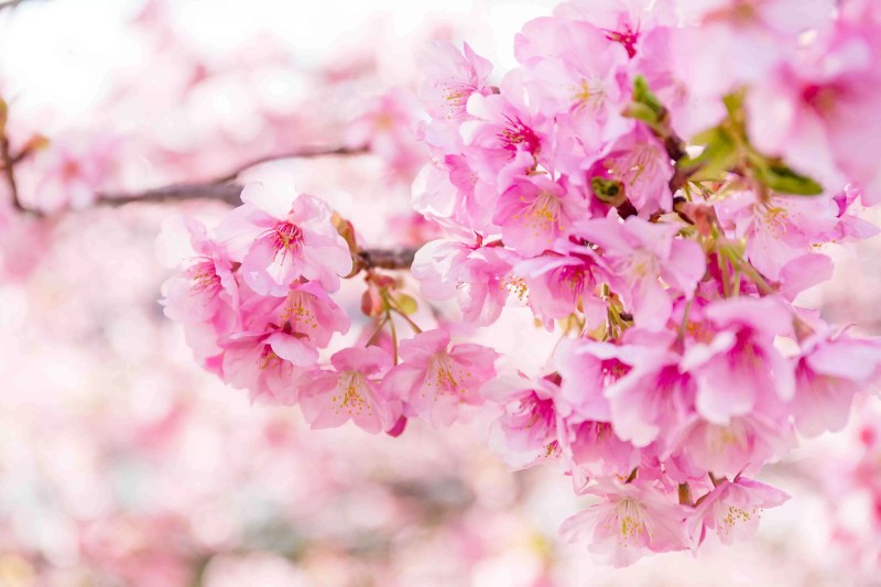 Jenis Bunga Sakura Yang Ada Di Indonesia