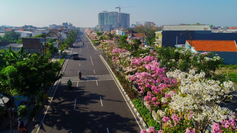 Bunga Di Surabaya Yang Mirip Sakura
