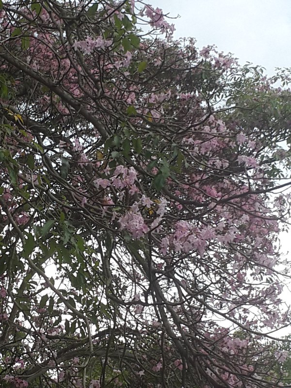 Bunga Yang Mirip Bunga Sakura Di Indonesia