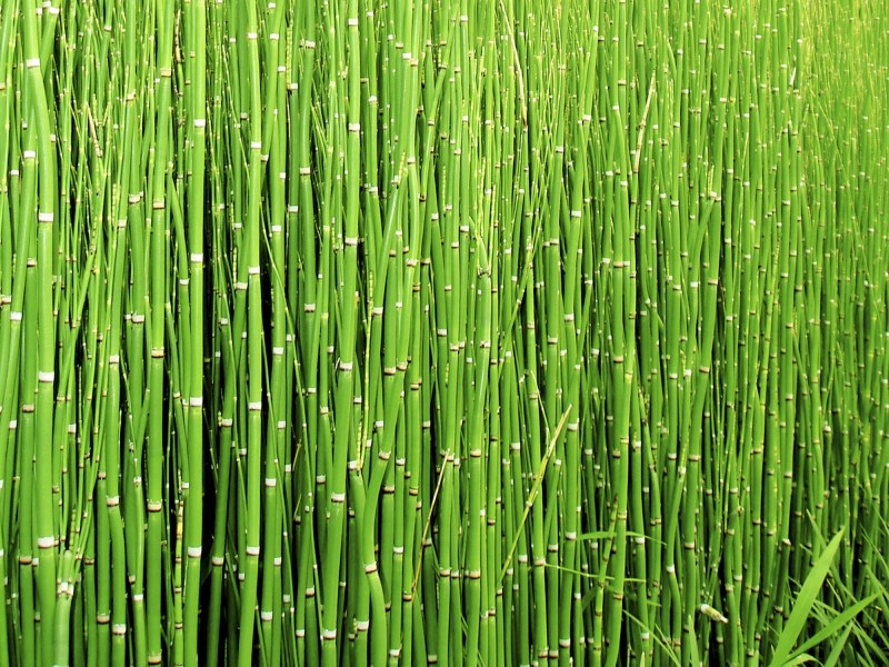 Jenis Tanaman Hias Bambu Air