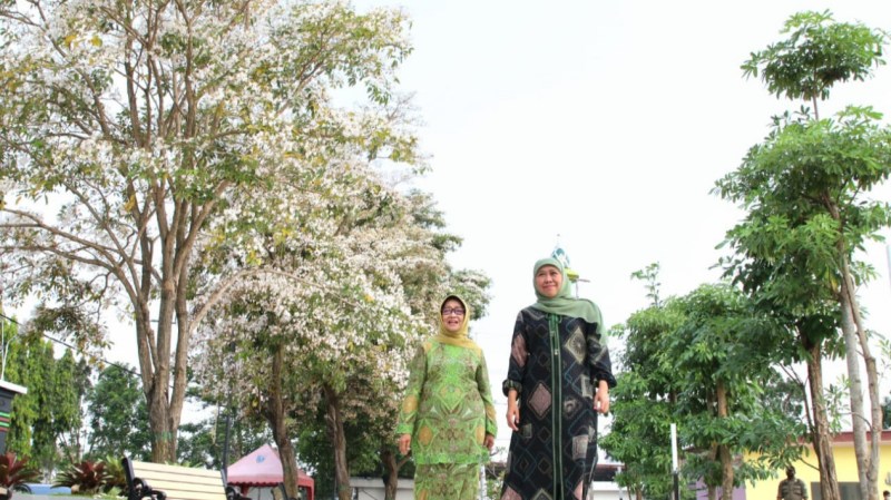 Bunga Yang Mirip Sakura Di Surabaya